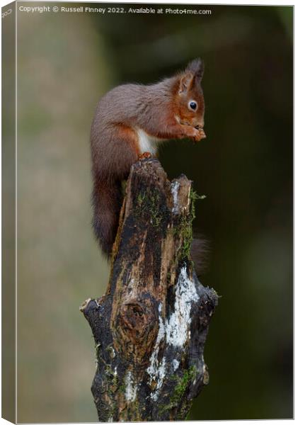 Red Squirrel eating a hazel nut Canvas Print by Russell Finney