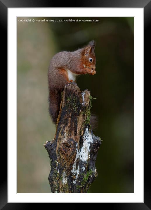 Red Squirrel eating a hazel nut Framed Mounted Print by Russell Finney