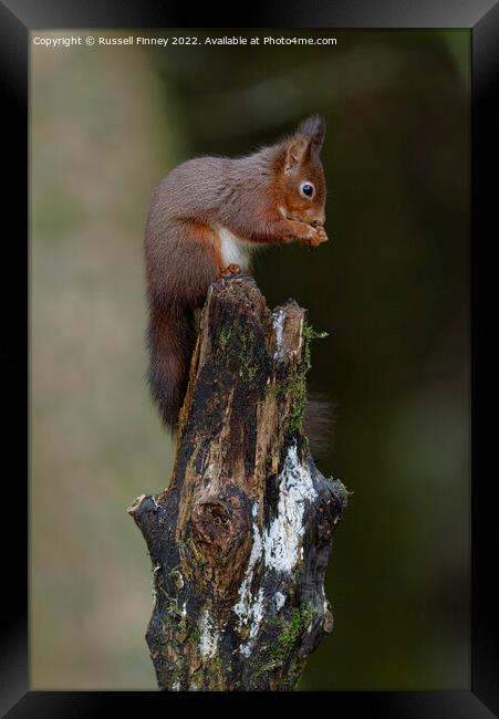 Red Squirrel eating a hazel nut Framed Print by Russell Finney