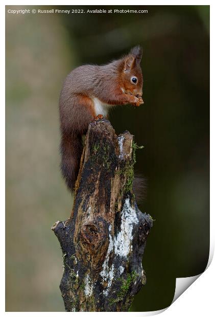 Red Squirrel eating a hazel nut Print by Russell Finney