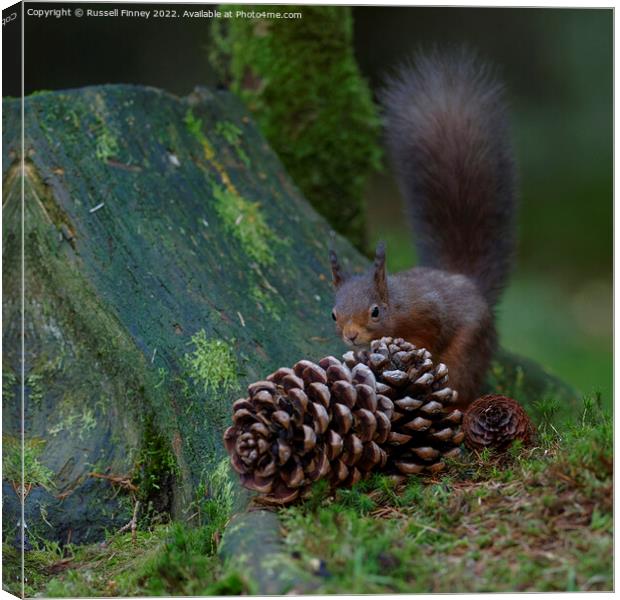 Red Squirrel in the woodland Canvas Print by Russell Finney