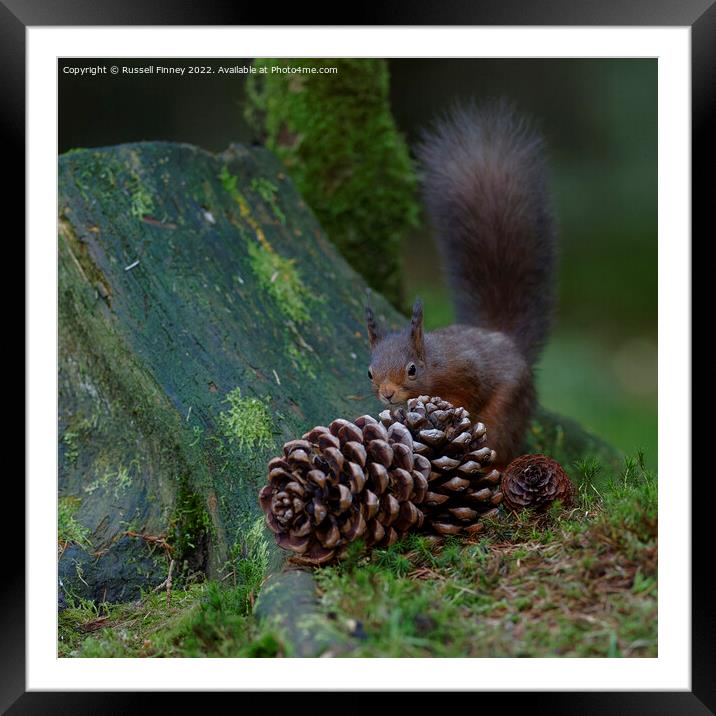 Red Squirrel in the woodland Framed Mounted Print by Russell Finney