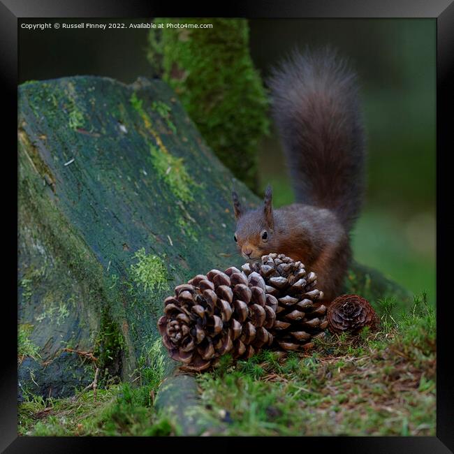 Red Squirrel in the woodland Framed Print by Russell Finney