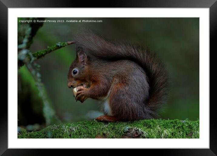 Red Squirrel in the woodland eating sweet chestnut Framed Mounted Print by Russell Finney