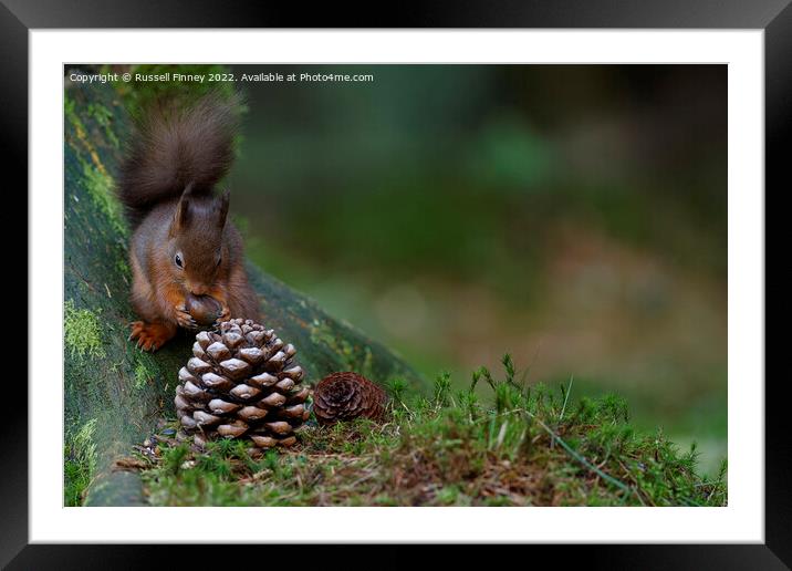 Red Squirrel in the woodland eating sweet chestnut Framed Mounted Print by Russell Finney
