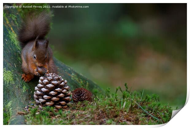 Red Squirrel in the woodland eating sweet chestnut Print by Russell Finney