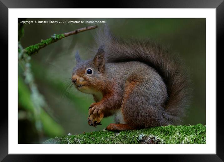 A squirrel on a branch Framed Mounted Print by Russell Finney