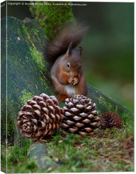 Red Squirrel in the woodland eating sweet chestnut Canvas Print by Russell Finney