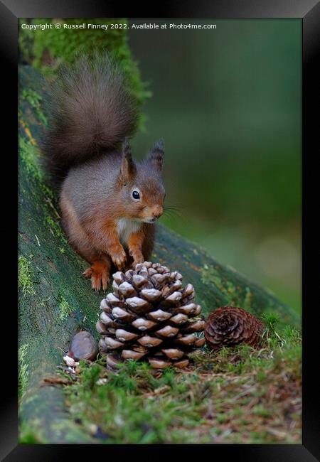 Red Squirrel in the woodland eating sweet chestnut Framed Print by Russell Finney