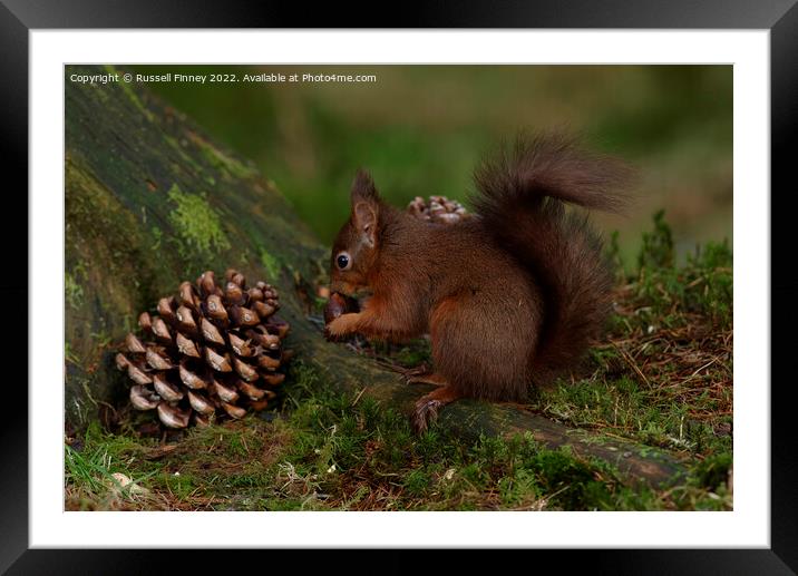 Red Squirrel in the woodland eating sweet chestnut Framed Mounted Print by Russell Finney