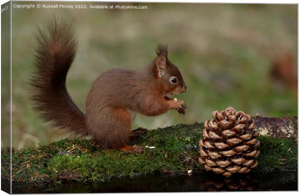 Red Squirrel in the woodland eating sweet chestnut Canvas Print by Russell Finney