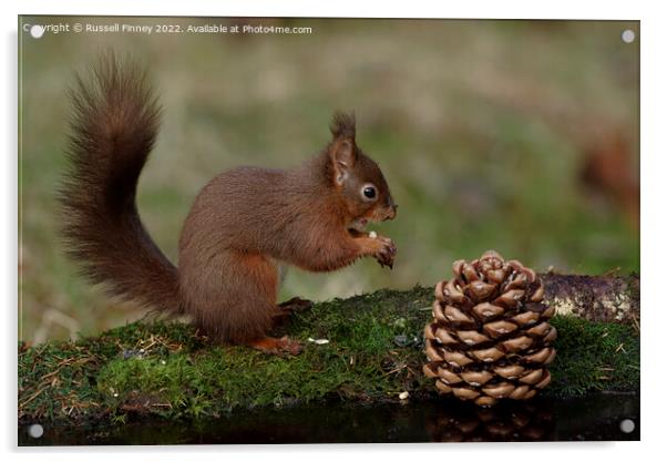 Red Squirrel in the woodland eating sweet chestnut Acrylic by Russell Finney