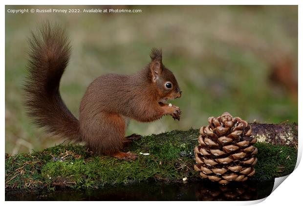 Red Squirrel in the woodland eating sweet chestnut Print by Russell Finney