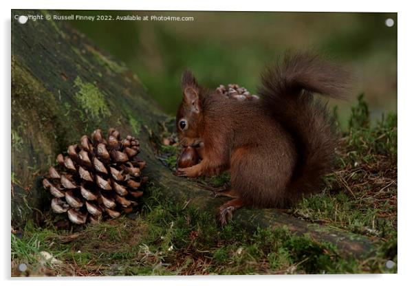 Red Squirrel in the woodland eating sweet chestnut Acrylic by Russell Finney
