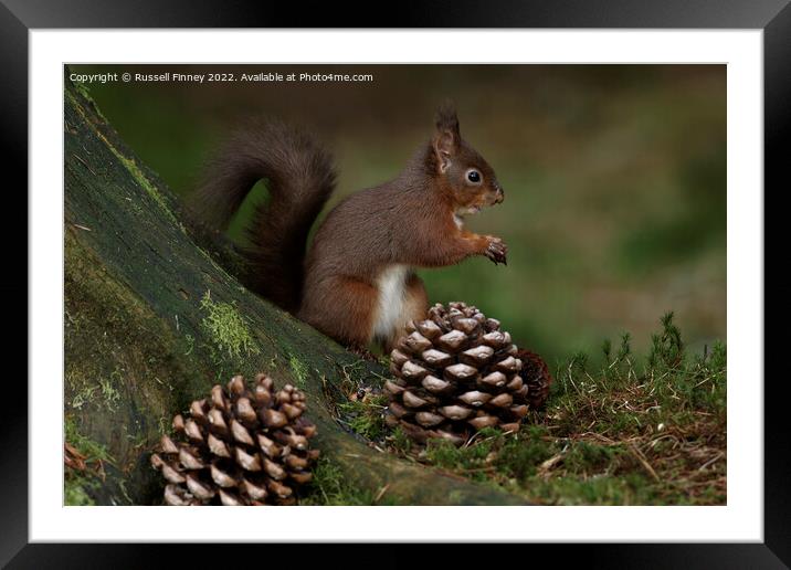 Red Squirrel in the woodland eating nuts Framed Mounted Print by Russell Finney