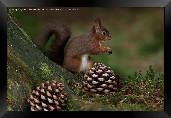 Red Squirrel in the woodland eating nuts Framed Print by Russell Finney