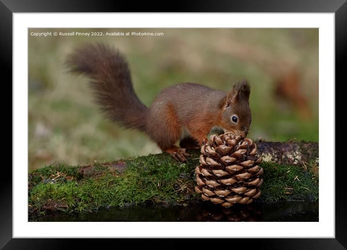 Red Squirrel in the woodland  Framed Mounted Print by Russell Finney