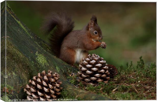 Red Squirrel in the woodland eating nuts Canvas Print by Russell Finney
