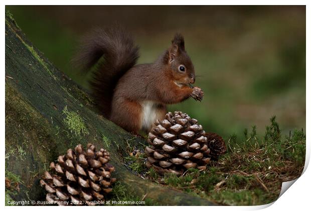 Red Squirrel in the woodland eating nuts Print by Russell Finney