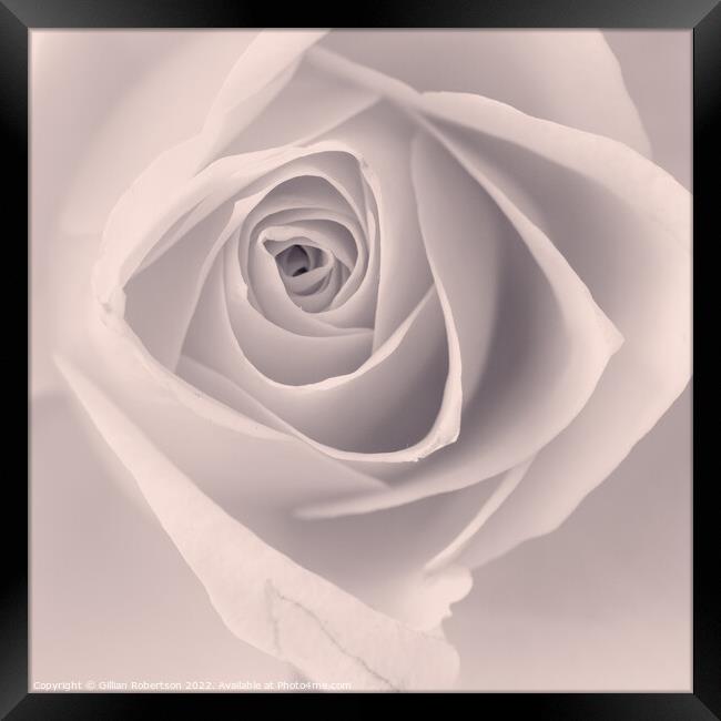 Delicate Rose Framed Print by Gillian Robertson
