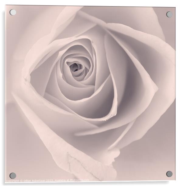 Delicate Rose Acrylic by Gillian Robertson
