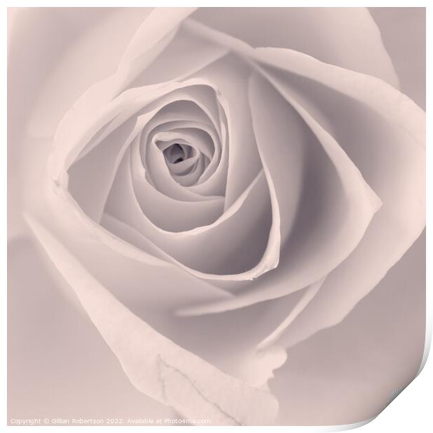 Delicate Rose Print by Gillian Robertson