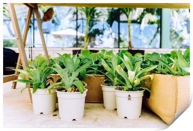 Indoor plants grown in a very bright home greenhouse. Print by Joaquin Corbalan