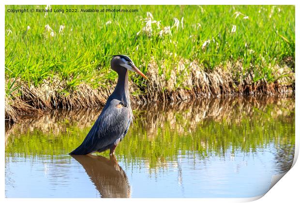 Great Blue Heron Print by Richard Long