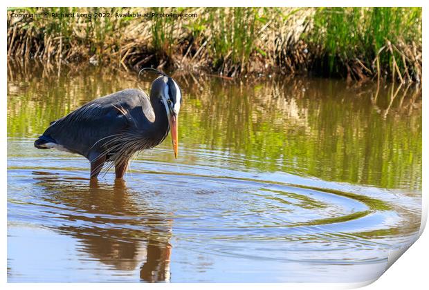 Great Blue Heron Print by Richard Long