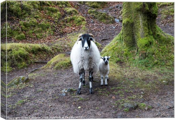 Sheep and lamb Burrator Dartmoor Canvas Print by Nick Jenkins