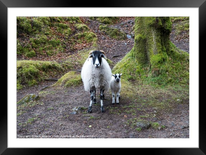 Sheep and lamb Burrator Dartmoor Framed Mounted Print by Nick Jenkins