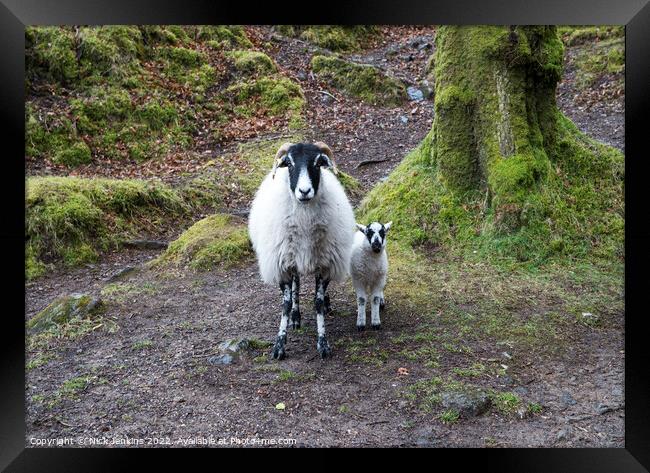 Sheep and lamb Burrator Dartmoor Framed Print by Nick Jenkins
