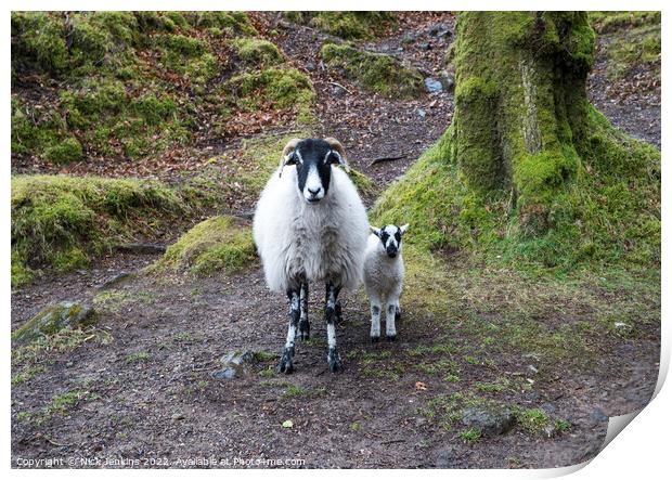 Sheep and lamb Burrator Dartmoor Print by Nick Jenkins