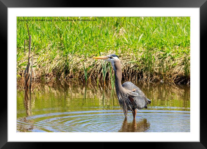 Great Blue Heron Framed Mounted Print by Richard Long