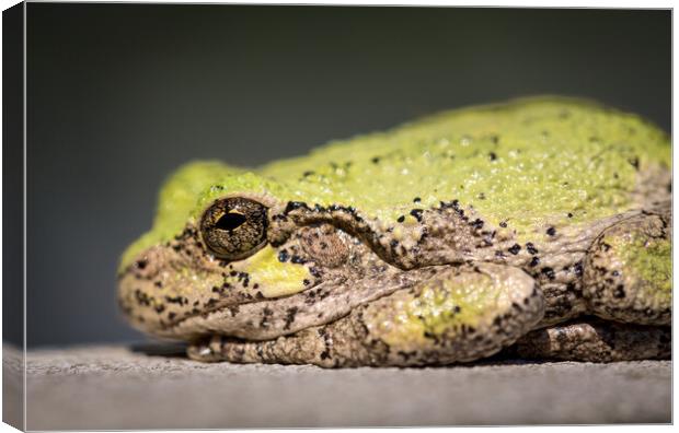 Narrow focus on eye of bullfrog or frog Canvas Print by Steve Heap