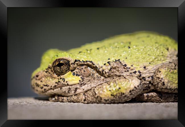 Narrow focus on eye of bullfrog or frog Framed Print by Steve Heap
