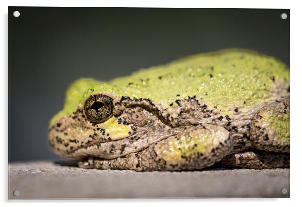Narrow focus on eye of bullfrog or frog Acrylic by Steve Heap