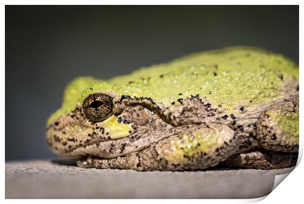 Narrow focus on eye of bullfrog or frog Print by Steve Heap