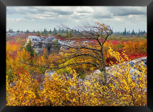 Windswept tree in front of red leaves Dolly Sods Framed Print by Steve Heap