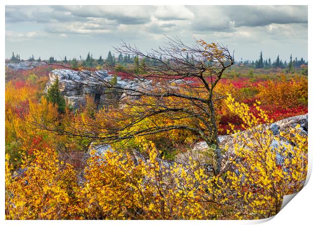 Windswept tree in front of red leaves Dolly Sods Print by Steve Heap