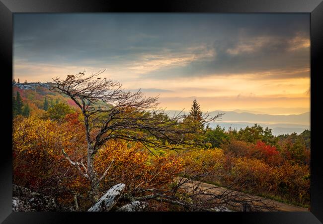 Windswept tree in front of red leaves Dolly Sods Framed Print by Steve Heap