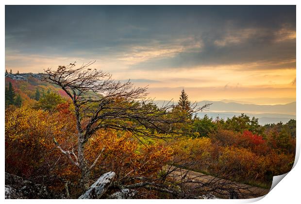 Windswept tree in front of red leaves Dolly Sods Print by Steve Heap