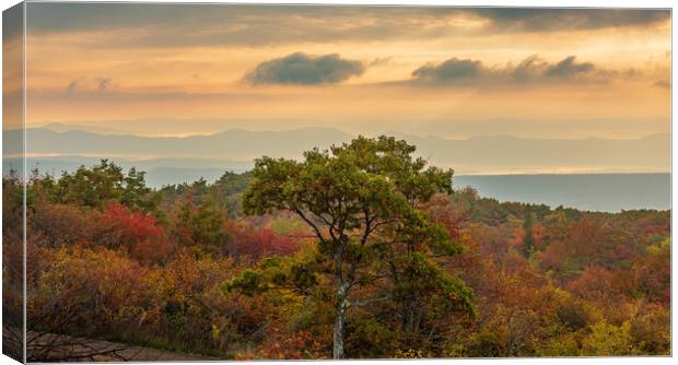 Windswept tree in front of red leaves Dolly Sods Canvas Print by Steve Heap