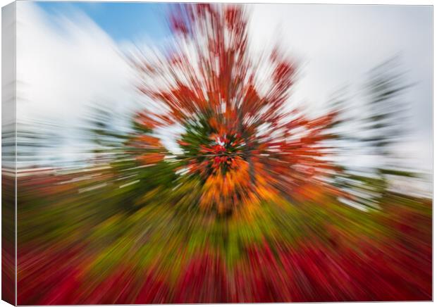Red leaves at Dolly Sods with zoom Canvas Print by Steve Heap