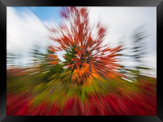 Red leaves at Dolly Sods with zoom Framed Print by Steve Heap