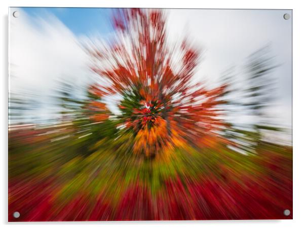Red leaves at Dolly Sods with zoom Acrylic by Steve Heap