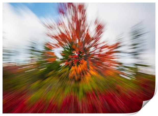 Red leaves at Dolly Sods with zoom Print by Steve Heap