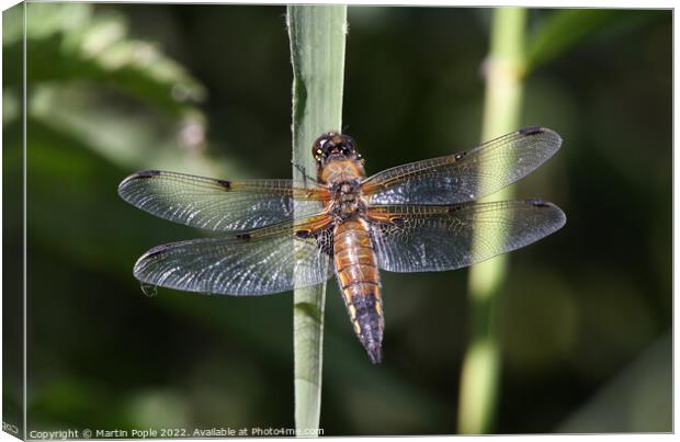 Dragonfly on a reed Canvas Print by Martin Pople