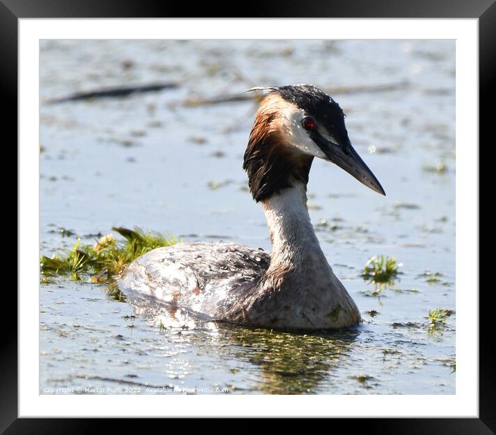 Crested Grebe on pond Framed Mounted Print by Martin Pople