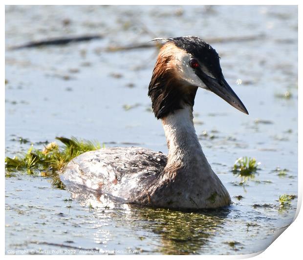 Crested Grebe on pond Print by Martin Pople